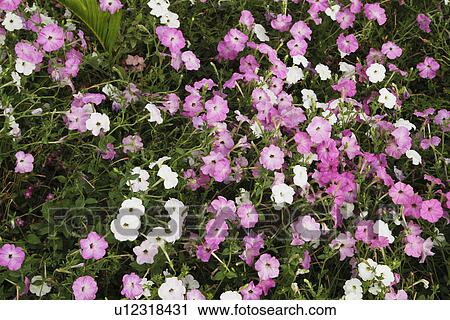 Stock Image - Flowers blooming in a garden, Jim Corbett National Park, Nainital, Uttarakhand, India. Fotosearch