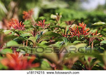 Stock Photography - Flowers in a garden, Garden of Five Senses, Saidul Ajaib, New Delhi, India. Fotosearch