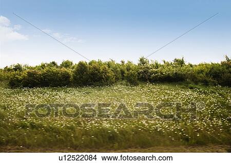 Flowers in the field, Cesky Krumlov, South Bohemian Region, Czech Republic View Large Photo Image Picture - Flowers in the field, Cesky Krumlov, South Bohemian Region, Czech Republic. Fotosearch
