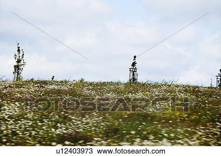Stock Image - Flowers in the field, Cesky Krumlov, South Bohemian Region, Czech Republic. Fotosearch