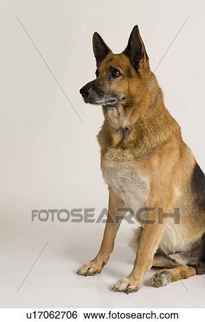 German Shepherd dog looking away View Large Photo Image Stock Photograph - German Shepherd dog looking away. Fotosearch