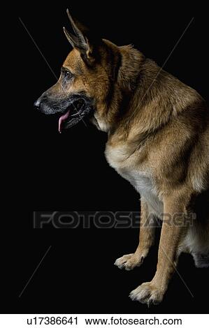 Stock Image - German Shepherd dog looking down. Fotosearch
