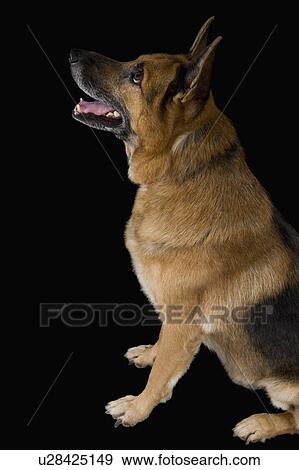 Stock Photo - German Shepherd dog looking up. Fotosearch