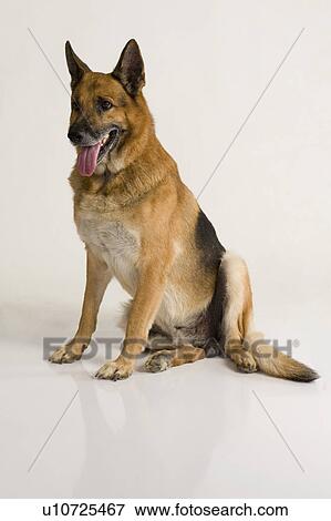 Stock Photo - German Shepherd dog sticking out its tongue. Fotosearch