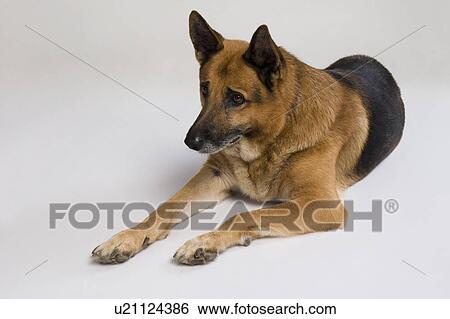German Shepherd dog View Large Photo Image Stock Photograph - German Shepherd dog. Fotosearch
