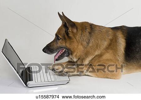 German Shepherd dog using a laptop View Large Photo Image Picture - German Shepherd dog using a laptop. Fotosearch
