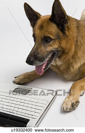 Stock Image - German Shepherd dog using a laptop. Fotosearch