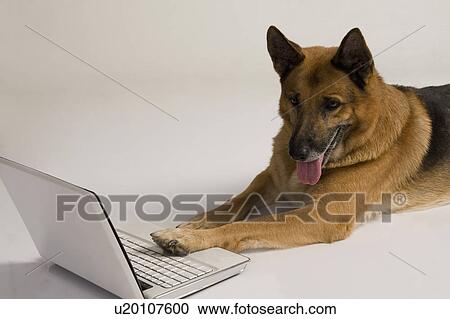 Stock Image - German Shepherd dog using a laptop. Fotosearch