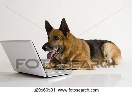 Stock Image - German Shepherd dog using a laptop. Fotosearch