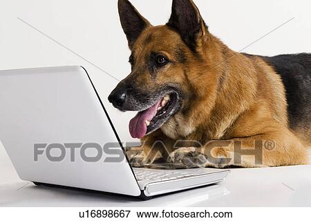 Stock Photo - German Shepherd dog using a laptop. Fotosearch