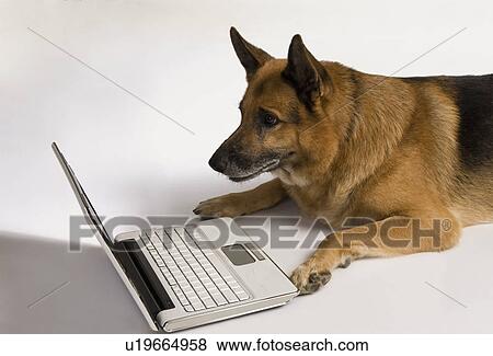 Stock Photo - German Shepherd dog using a laptop. Fotosearch
