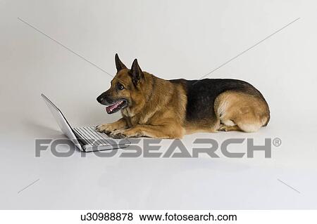Stock Photo - German Shepherd dog using a laptop. Fotosearch