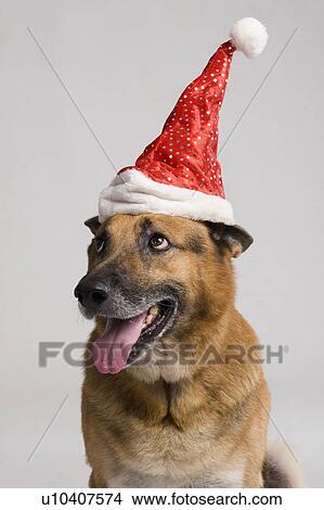 Picture - German Shepherd dog wearing a Santa hat. Fotosearch