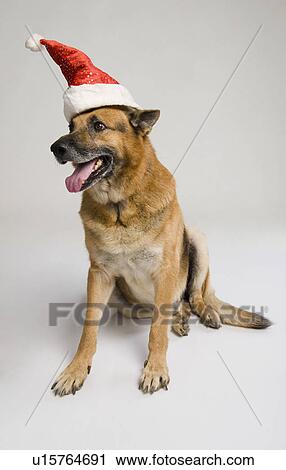German Shepherd dog wearing a Santa hat View Large Photo Image Stock Image - German Shepherd dog wearing a Santa hat. Fotosearch