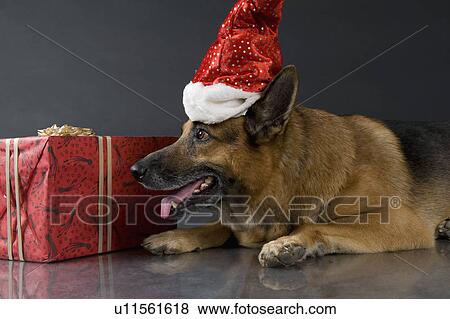 German Shepherd dog wearing a Santa hat View Large Photo Image Stock Photo - German Shepherd dog wearing a Santa hat. Fotosearch