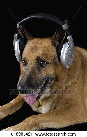 Stock Image - German Shepherd dog wearing headphones. Fotosearch