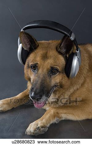 German Shepherd dog wearing headphones View Large Photo Image Stock Image - German Shepherd dog wearing headphones. Fotosearch