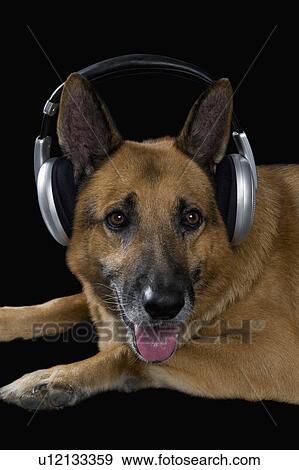 German Shepherd dog wearing headphones View Large Photo Image Stock Photo - German Shepherd dog wearing headphones. Fotosearch