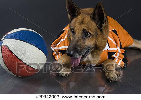Stock Image - German Shepherd dog with a basketball. Fotosearch