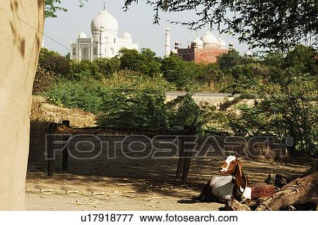 Goat in a mud hut with the mausoleum in the background, Taj Mahal, Agra, Uttar Pradesh, India View Large Photo Image Stock Photo - Goat in a mud hut with the mausoleum in the background, Taj Mahal, Agra, Uttar Pradesh, India. Fotosearch