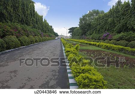 Hedge along the road, Bangalore, Karnataka, India View Large Photo Image Stock Photograph - Hedge along the road, Bangalore, Karnataka, India. Fotosearch