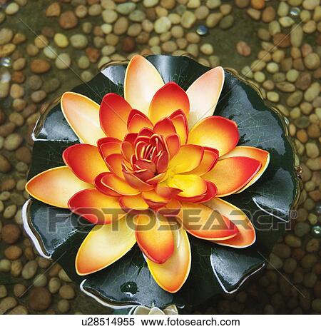 Stock Photography - High angle view of a lotus flower, Tirupati, Andhra Pradesh, India. Fotosearch