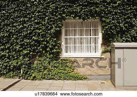 House covered with ivy, Oxford, Oxfordshire, England View Large Photo Image Picture - House covered with ivy, Oxford, Oxfordshire, England. Fotosearch