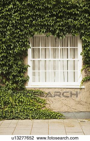 Stock Image - House covered with ivy, Oxford, Oxfordshire, England. Fotosearch