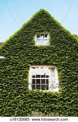 House covered with ivy, Oxford, Oxfordshire, England View Large Photo Image Stock Image - House covered with ivy, Oxford, Oxfordshire, England. Fotosearch