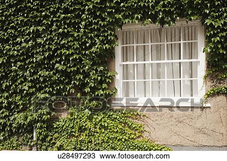 House covered with ivy, Oxford, Oxfordshire, England View Large Photo Image Stock Image - House covered with ivy, Oxford, Oxfordshire, England. Fotosearch