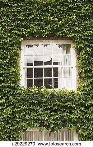 House covered with ivy, Oxford, Oxfordshire, England View Large Photo Image Stock Image - House covered with ivy, Oxford, Oxfordshire, England. Fotosearch