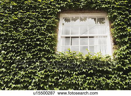 House covered with ivy, Oxford, Oxfordshire, England View Large Photo Image Stock Photo - House covered with ivy, Oxford, Oxfordshire, England. Fotosearch