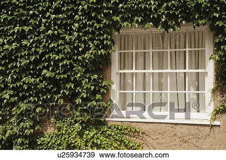 Stock Photo - House covered with ivy, Oxford, Oxfordshire, England. Fotosearch