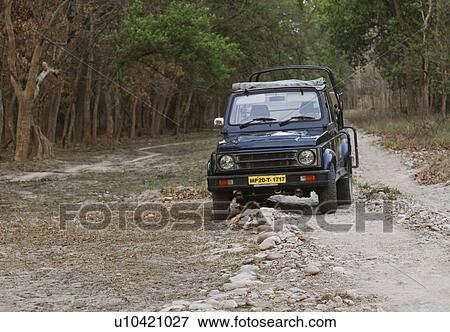 Stock Photo - Jeep on a dirt road, Jim Corbett National Park, Nainital, Uttarakhand, India. Fotosearch