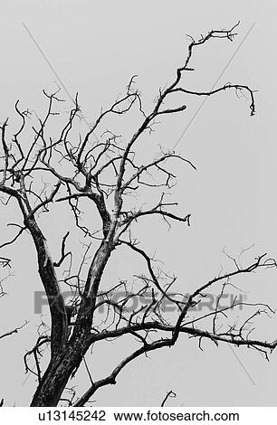 Low angle view of a dead tree, Jim Corbett National Park, Nainital, Uttarakhand, India View Large Photo Image Stock Image - Low angle view of a dead tree, Jim Corbett National Park, Nainital, Uttarakhand, India. Fotosearch