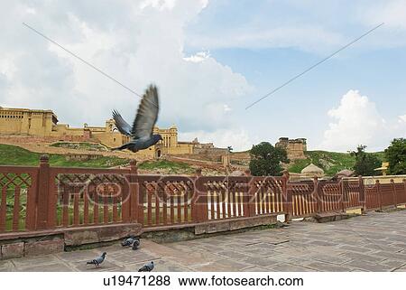 Low angle view of a fort, Maotha lake, Amber, Amber Fort, Jaipur, Rajasthan, India View Large Photo Image Stock Photo - Low angle view of a fort, Maotha lake, Amber, Amber Fort, Jaipur, Rajasthan, India. Fotosearch