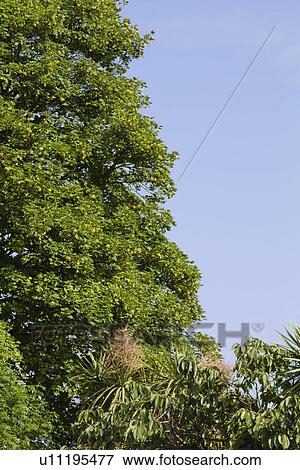 Low angle view of a tree, Dublin, Republic of Ireland View Large Photo Image Stock Photo - Low angle view of a tree, Dublin, Republic of Ireland. Fotosearch