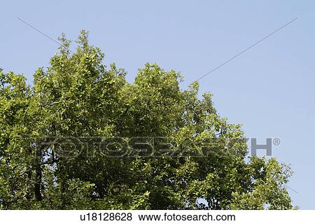 Stock Photo - Low angle view of a tree in a forest, Jim Corbett National Park, Nainital, Uttarakhand, India. Fotosearch