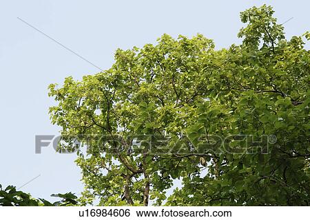 Stock Photograph - Low angle view of a tree in a forest, Jim Corbett National Park, Nainital, Uttarakhand, India. Fotosearch