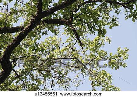 Low angle view of a tree, Jim Corbett National Park, Nainital, Uttarakhand, India View Large Photo Image Stock Image - Low angle view of a tree, Jim Corbett National Park, Nainital, Uttarakhand, India. Fotosearch