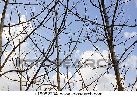 Picture - Low angle view of bare trees, Jim Corbett National Park, Nainital, Uttarakhand, India. Fotosearch