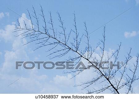 Low angle view of twig on a tree, Jim Corbett National Park, Nainital, Uttarakhand, India View Large Photo Image Stock Photo - Low angle view of twig on a tree, Jim Corbett National Park, Nainital, Uttarakhand, India. Fotosearch