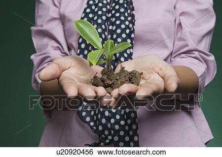 Stock Photograph - Mid section view of a businesswoman holding a seedling. Fotosearch