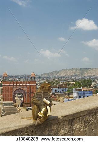 Stock Photo - Monkey sitting on a wall with archway in the background, Jaipur, Rajasthan, India. Fotosearch