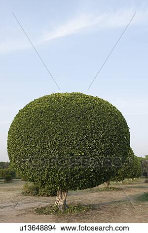 Ornamental trees in a garden, Lotus Temple, New Delhi, India View Large Photo Image Picture - Ornamental trees in a garden, Lotus Temple, New Delhi, India. Fotosearch