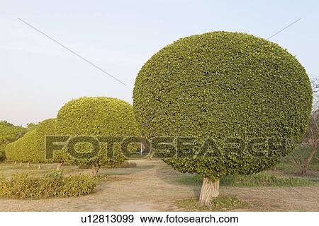 Ornamental trees in a garden, Lotus Temple, New Delhi, India View Large Photo Image Stock Photo - Ornamental trees in a garden, Lotus Temple, New Delhi, India. Fotosearch