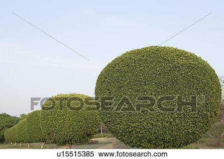Ornamental trees in a garden, Lotus Temple, New Delhi, India View Large Photo Image Stock Photography - Ornamental trees in a garden, Lotus Temple, New Delhi, India. Fotosearch
