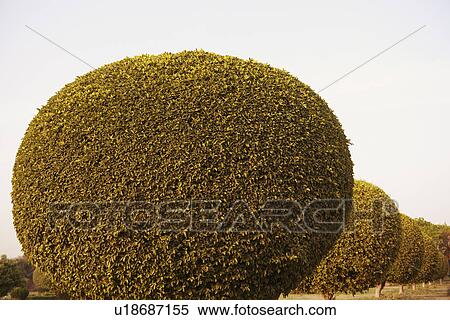 Stock Photography - Ornamental trees in a garden, Lotus Temple, New Delhi, India. Fotosearch
