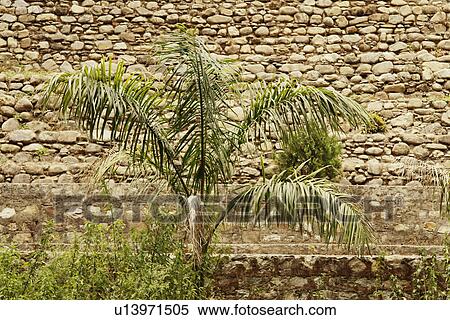 Palm tree in front of a stone wall, Jim Corbett National Park, Nainital, Uttarakhand, India View Large Photo Image Stock Photography - Palm tree in front of a stone wall, Jim Corbett National Park, Nainital, Uttarakhand, India. Fotosearch