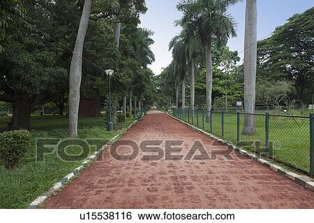 Palm trees along the footpath, Lal Bagh Botanical Garden, Bangalore, Karnataka, India View Large Photo Image Stock Photograph - Palm trees along the footpath, Lal Bagh Botanical Garden, Bangalore, Karnataka, India. Fotosearch